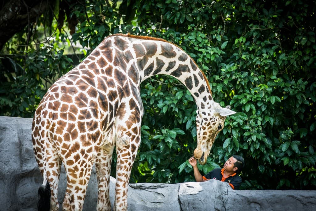 Zoo Negara Malaysia Ticket (Zoo Negara Malaysia Family Bundle (2 Adults + 2 Children) - Admission (Malaysian Citizens))