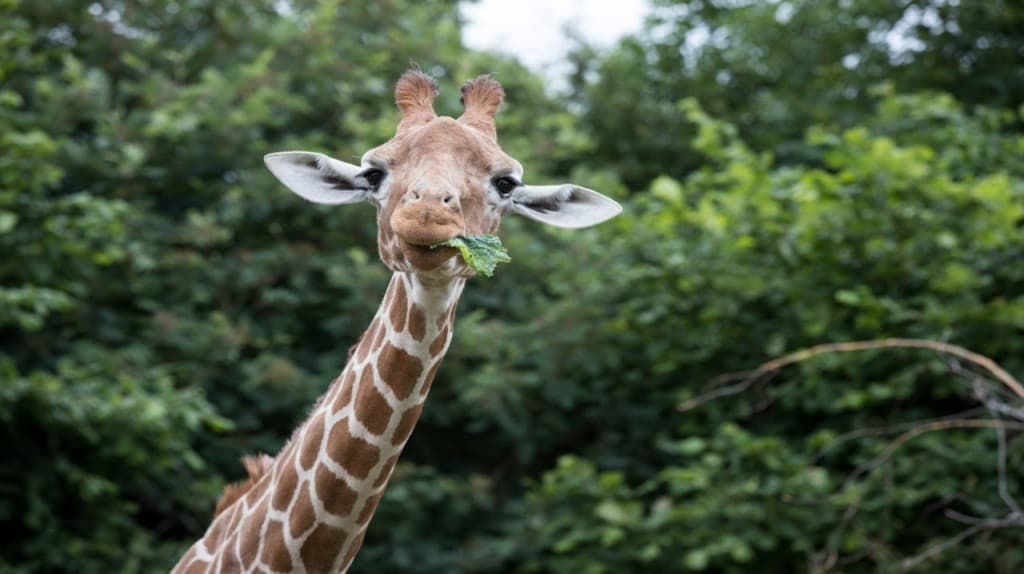 ZSL Whipsnade Zoo (ZSL Whipsnade Zoo - Admission)